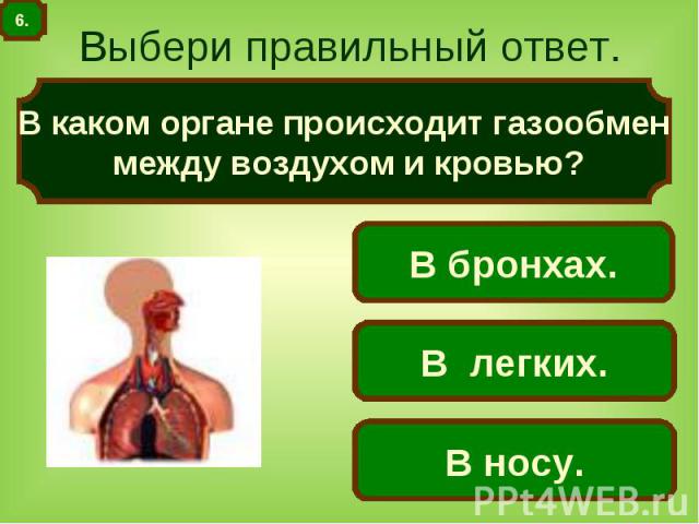 Выбери правильный ответ. В каком органе происходит газообмен между воздухом и кровью?