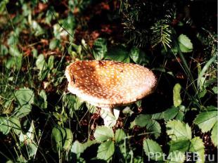 Осень приглашает в лес собрать ее грибные подарки. Догадайся, какие грибы мы пол