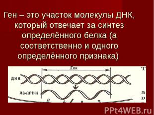 Ген – это участок молекулы ДНК, который отвечает за синтез определённого белка (