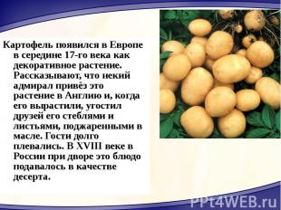 Картофель появился в Европе в середине 17-го века как декоративное растение. Рас