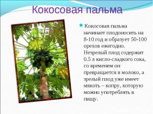 Кокосовая пальма Кокосовая пальма начинает плодоносить на 8-10 год и образует 50