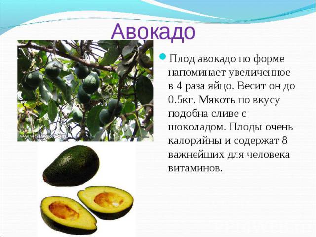 Авокадо Плод авокадо по форме напоминает увеличенное в 4 раза яйцо. Весит он до 0.5кг. Мякоть по вкусу подобна сливе с шоколадом. Плоды очень калорийны и содержат 8 важнейших для человека витаминов.