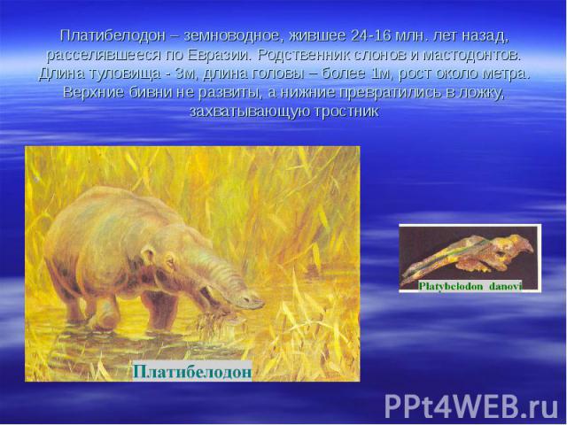 Платибелодон – земноводное, жившее 24-16 млн. лет назад, расселявшееся по Евразии. Родственник слонов и мастодонтов. Длина туловища - 3м, длина головы – более 1м, рост около метра. Верхние бивни не развиты, а нижние превратились в ложку, захватывающ…