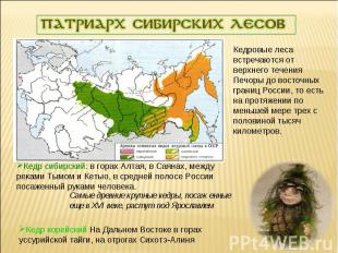 Патриарх сибирских лесовКедровые леса встречаются от верхнего течения Печоры до