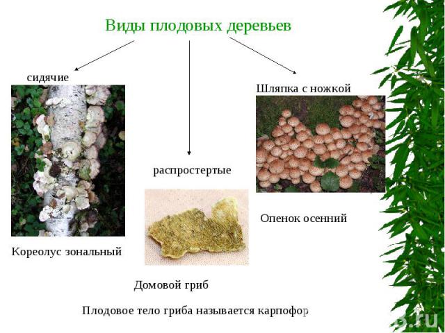 Виды плодовых деревьев Плодовое тело гриба называется карпофор