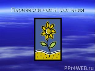 Перечисли части растения