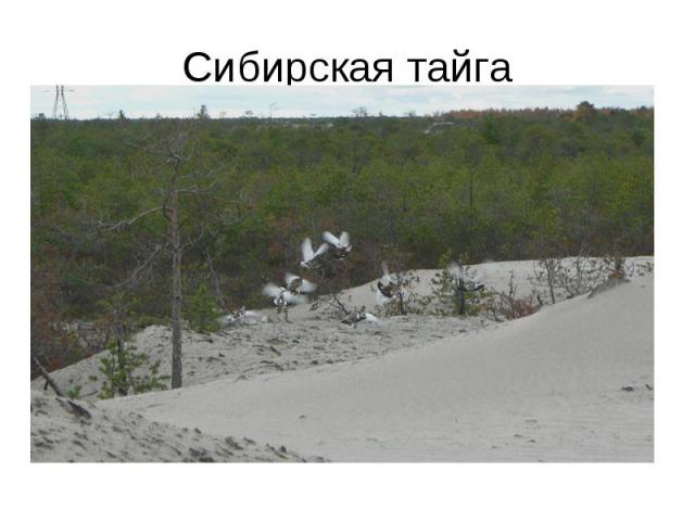Сибирская тайга
