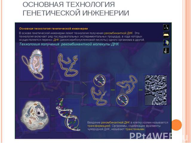 Основная технология генетической инженерии