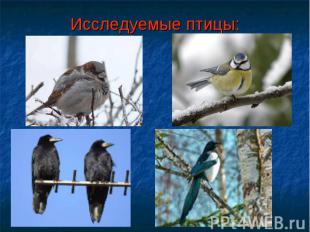 Исследуемые птицы: