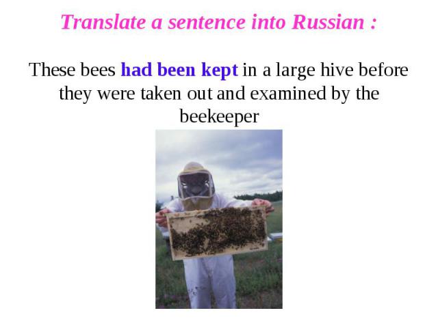 Translate a sentence into Russian :These bees had been kept in a large hive before they were taken out and examined by the beekeeper