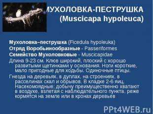 МУХОЛОВКА-ПЕСТРУШКА(Muscicapa hypoleuca) Мухоловка–пеструшка (Ficedula hypoleuka