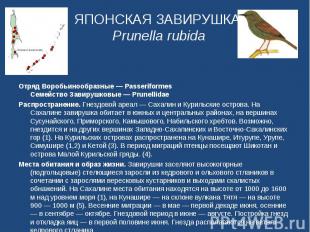 ЯПОНСКАЯ ЗАВИРУШКА Prunella rubida Отряд Воробьинообразные — Passeriformes Семей