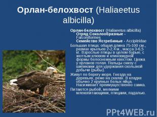 Орлан-белохвост (Haliaeetus albicilla) Орлан-белохвост (Haliaeetus albicilla)Отр