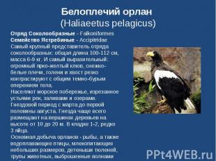 Белоплечий орлан (Haliaeetus pelagicus) Отряд Соколообразные - FalkoniformesСеме