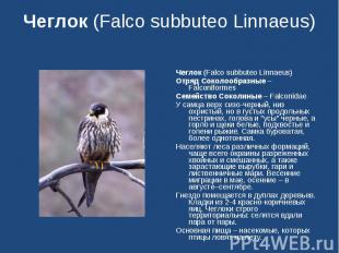 Чеглок (Falco subbuteo Linnaeus) Чеглок (Falco subbuteo Linnaeus)Отряд Соколообр