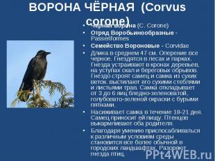 ВОРОНА ЧЁРНАЯ (Corvus corone) Черная ворона (C. Corone)Отряд Воробьинообразные -