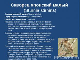 Скворец японский малый (Sturnia stirnina) Скворец японский малый (Sturnia stirni