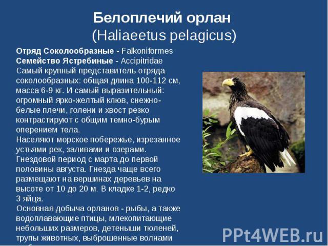 Белоплечий орлан (Haliaeetus pelagicus) Отряд Соколообразные - FalkoniformesСемейство Ястребиные - AccipitridaeСамый крупный представитель отряда соколообразных: общая длина 100-112 см, масса 6-9 кг. И самый выразительный: огромный ярко-желтый клюв,…