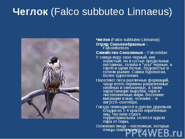 Чеглок (Falco subbuteo Linnaeus) Чеглок (Falco subbuteo Linnaeus)Отряд Соколообразные – FalconiformesСемейство Соколиные – Falconidae   У самца верх сизо-черный, низ охристый, но в густых продольных пестринах, голова и 