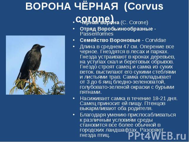 ВОРОНА ЧЁРНАЯ (Corvus corone) Черная ворона (C. Corone)Отряд Воробьинообразные - PasseriformesСемейство Вороновые - CorvidaeДлина в среднем 47 см. Оперение все черное. Гнездятся в лесах и парках. Гнезда устраивают в кронах деревьев, на уступах скал …
