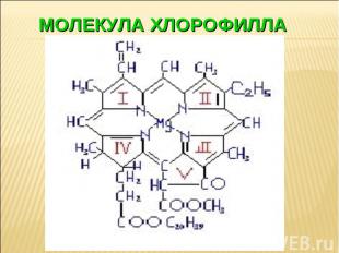 Молекула хлорофилла