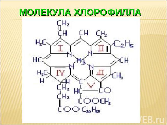 Молекула хлорофилла