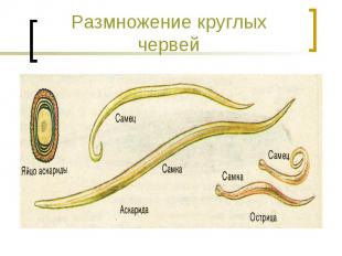 Размножение круглых червей