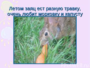 Летом заяц ест разную травку, очень любит морковку и капусту