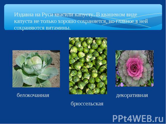 Издавна на Руси квасили капусту. В квашеном виде капуста не только хорошо сохраняется, но главное в ней сохраняются витамины.