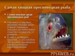 Самая хищная пресноводная рыба Самые опасные среди пресноводных рыб – пираньи. О