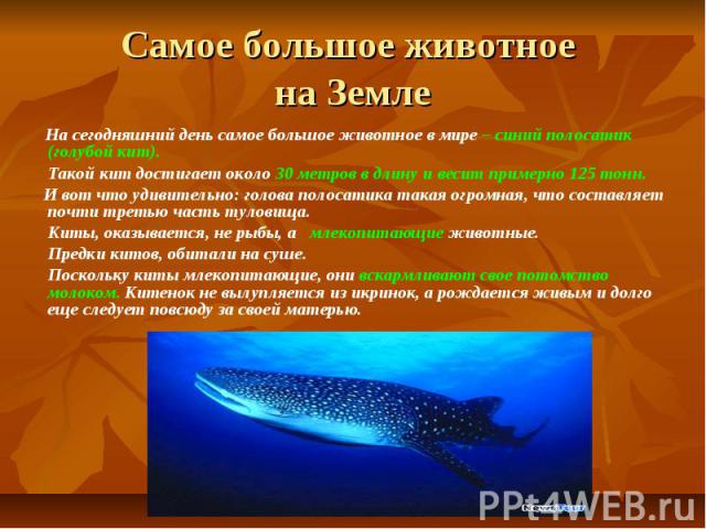Самое большое животное на Земле На сегодняшний день самое большое животное в мире – синий полосатик (голубой кит). Такой кит достигает около 30 метров в длину и весит примерно 125 тонн. И вот что удивительно: голова полосатика такая огромная, что со…