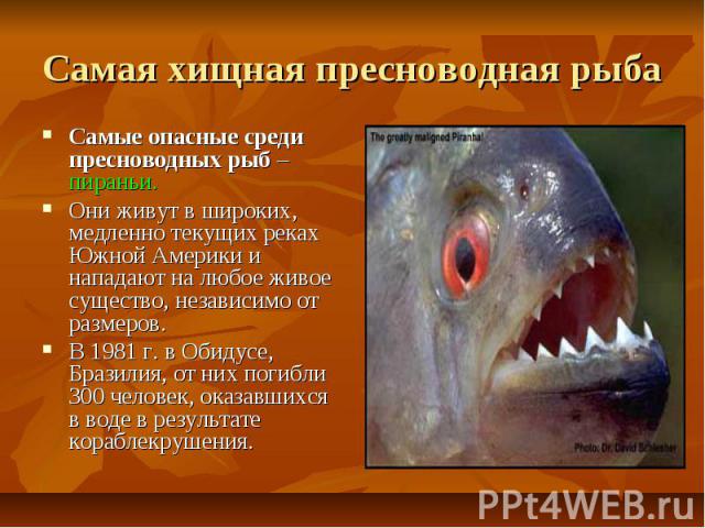 Самая хищная пресноводная рыба Самые опасные среди пресноводных рыб – пираньи. Они живут в широких, медленно текущих реках Южной Америки и нападают на любое живое существо, независимо от размеров. В 1981 г. в Обидусе, Бразилия, от них погибли 300 че…