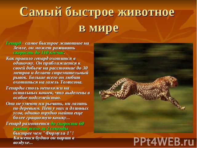 Самый быстрое животное в мире Гепард - самое быстрое животное на Земле, он может развивать скорость до 110 км/час. Как правило гепард охотится в одиночку. Он приближается к своей добыче на расстояние до 30 метров и делает стремительный рывок. Больше…