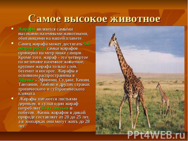 Самое высокое животное Жирафы являются самыми высокими наземными животными, обитающими на нашей планете. Самец жирафа может достигать 5-6 метров роста, самки жирафов примерно на метр ниже самцов. Кроме того, жираф - это четвертое по величине наземно…