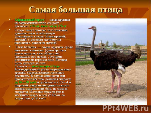Самая большая птица Африканский страус — самая крупная из современных птиц: его рост достигает 270 см; весит он до 175 кг. Страус имеет плотное телосложение, длинную шею и небольшую уплощённую голову. Клюв прямой, плоский, с роговым «когтем» на надк…