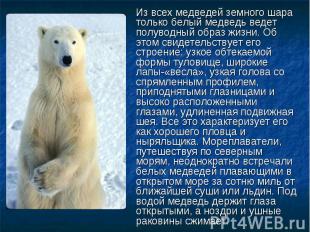 Из всех медведей земного шара только белый медведь ведет полуводный образ жизни.