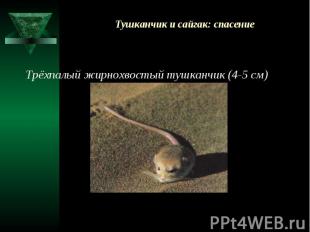 Тушканчик и сайгак: спасение Трёхпалый жирнохвостый тушканчик (4-5 см)