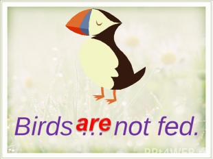 Birds … not fed.