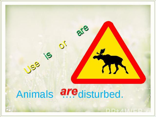 Use is or are Animals …. disturbed.