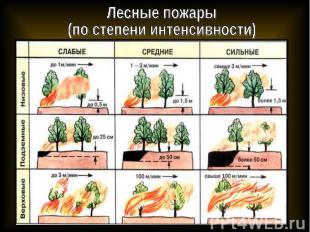 Лесные пожары(по степени интенсивности)