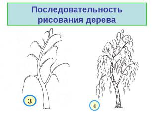 Последовательность рисования дерева
