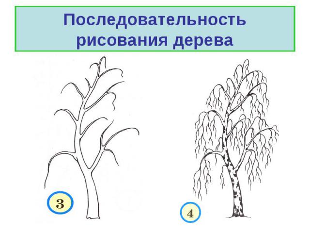 Последовательность рисования дерева