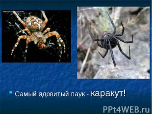 Самый ядовитый паук - каракут!