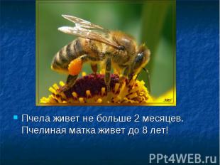 Пчела живет не больше 2 месяцев. Пчелиная матка живет до 8 лет!