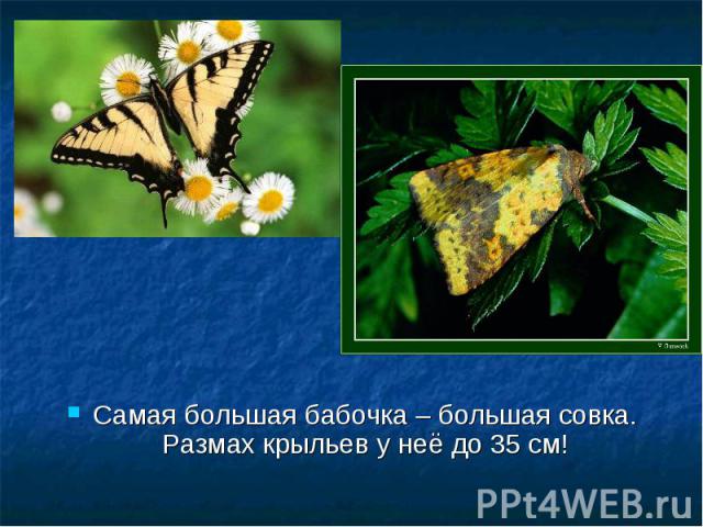 Самая большая бабочка – большая совка. Размах крыльев у неё до 35 см!