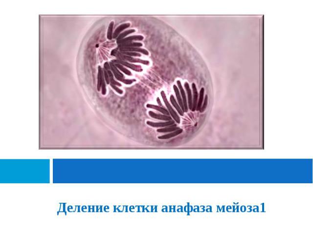 Деление клетки анафаза мейоза1