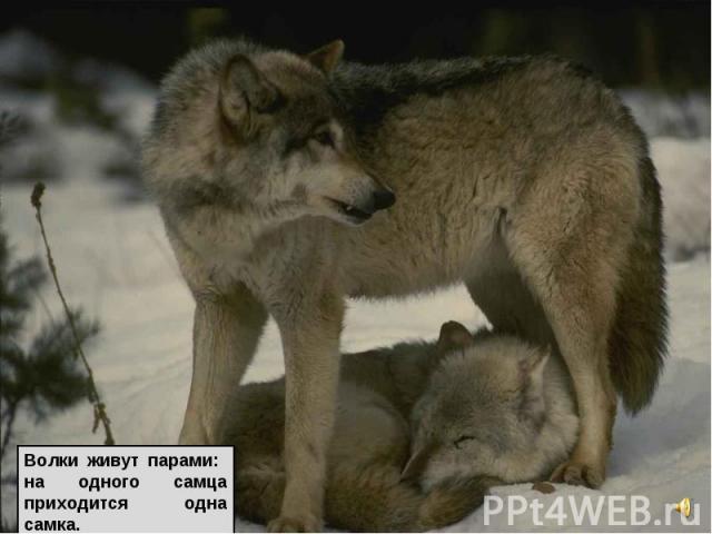 Волки живут парами: на одного самца приходится одна самка.