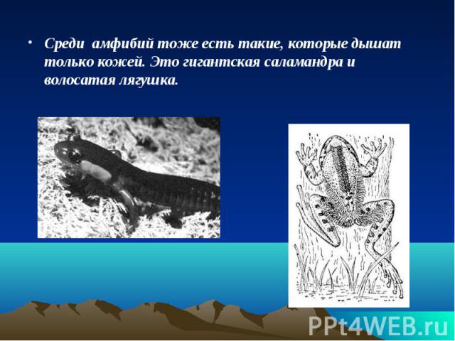 Среди амфибий тоже есть такие, которые дышат только кожей. Это гигантская саламандра и волосатая лягушка.