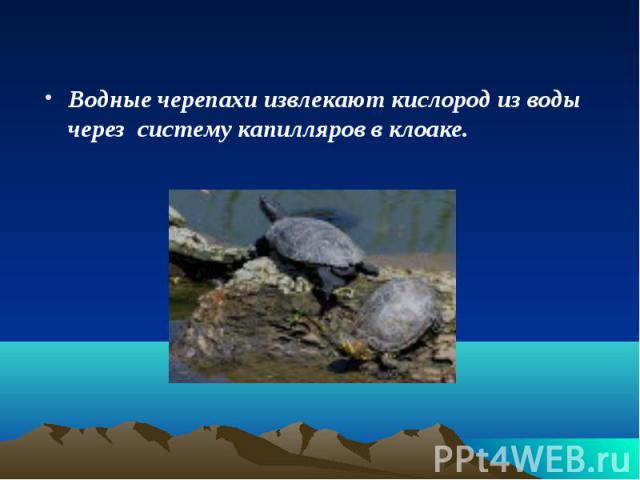 Водные черепахи извлекают кислород из воды через систему капилляров в клоаке.