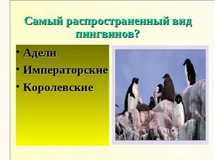Самый распространенный вид пингвинов?АделиИмператорскиеКоролевские